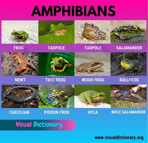 Amphibians: 15 Common Names of Amphibians | Great List of Amphibians - Visual Dictionary