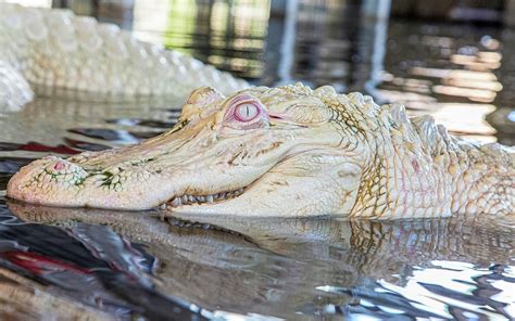 Gatorland Photos | Highlights of the Alligator Park