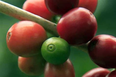 What is Cascara Coffee Cherry? A Starbucks Latte Gimmick – Superfoodly