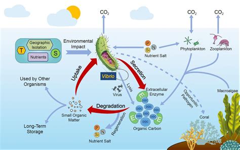 Scientists propose that vibrios have signific | EurekAlert!