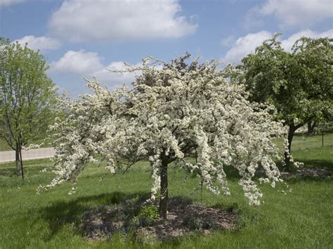 Crabapple Trees - How to Grow and Care for Flowering Crabapples | Garden Design