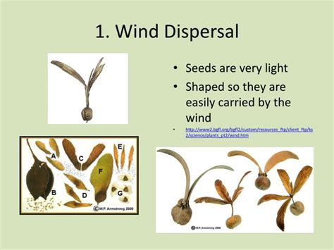 PPT - Seed Dispersal PowerPoint Presentation - ID:3041002