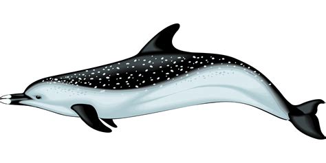 Marine animal,black blue dolphin vector - Free PSD,Vector,Icons