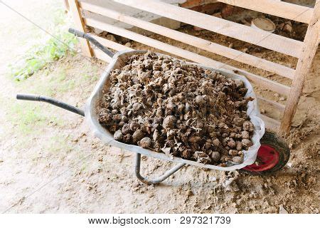 Manure Organic Compost Image & Photo (Free Trial) | Bigstock