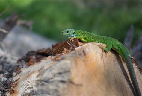 Green lizard . stock photo. Image of nature, australian - 71049946