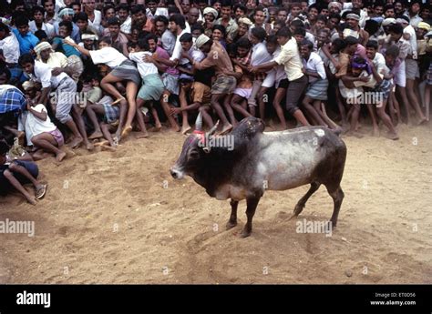 Jallikattu bull taming at Alanganallur near Madurai ; Tamil Nadu Stock ...