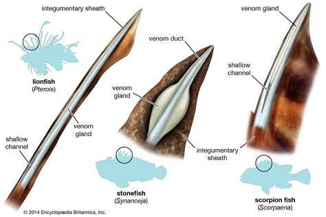 Scorpaeniform | Characteristics & Facts | Britannica