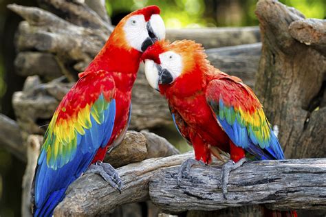 Unbelievably Splendiferous Facts About Parrots - Bird Eden