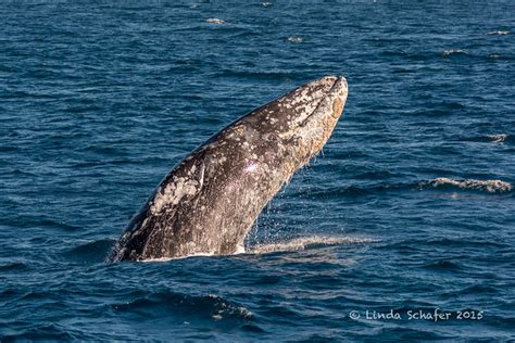 California Grey Whale breaching. | Flickr - Photo Sharing!