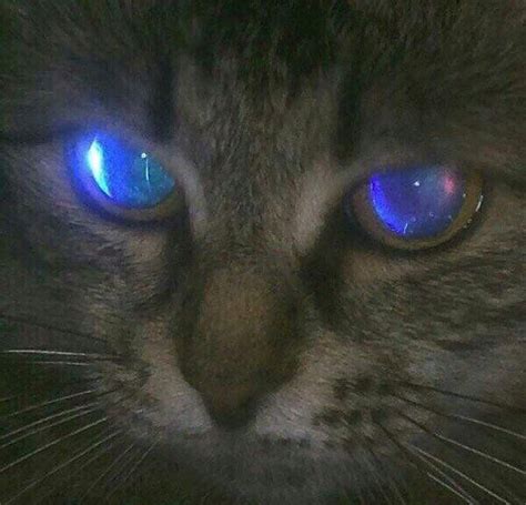 Glowing blue eyes. - Meow Moe | Cat aesthetic, Cats, Cute cats