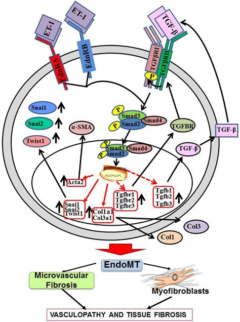 Diagrammatic representation of a proposed autocrine pathway of the ...