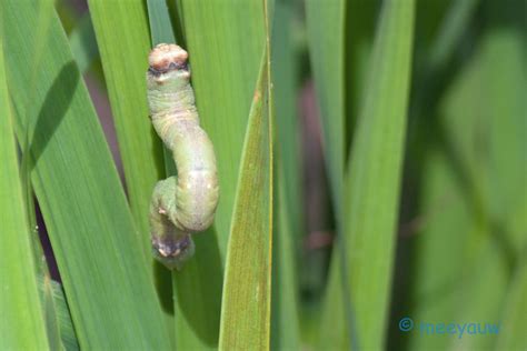 meeyauw's Photo A Day: Geometer Moth Larva