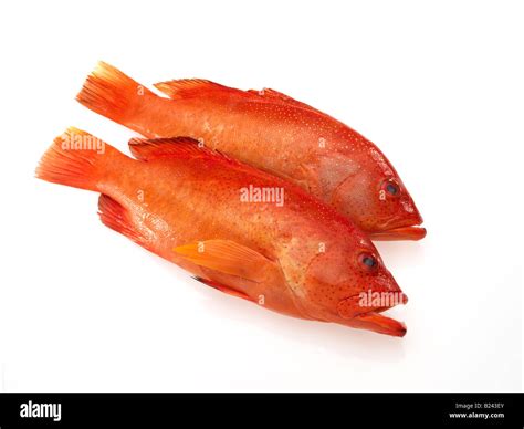 2 Strawberry Grouper fish Stock Photo - Alamy