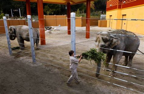 Judge assails Los Angeles Zoo's care of elephants - Los Angeles Times