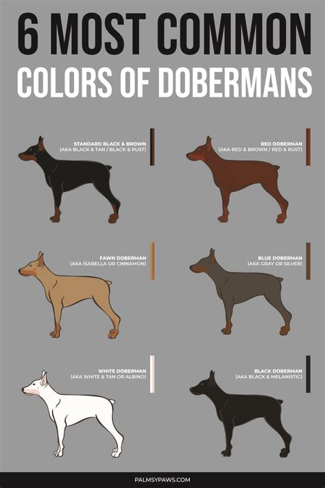 Doberman Puppy Red, Perro Doberman Pinscher, Brown Doberman, Doberman Funny, Doberman Love ...