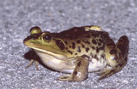 Pig Frog (Fauna of Broward County, Florida) · iNaturalist