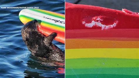 Sea otter seen going after Santa Cruz, California, surfers prompts ...
