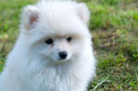 Are Pomeranians Good With Other Dogs