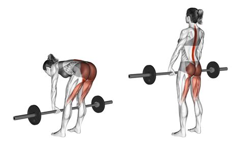 Straight (Stiff) Leg Deadlift: Benefits, Muscles Used, and More ...