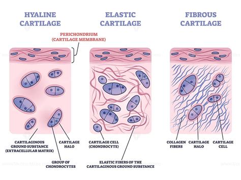 Perichondrium as hyaline and elastic cartilage membrane outline diagram - VectorMine