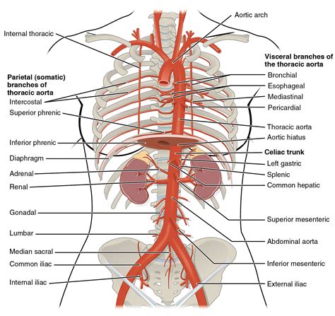 Circulatory Pathways · Anatomy and Physiology