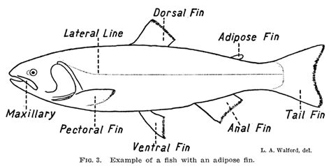 The Fisheries Blog: The Adipose Fin: Old Mysteries with New Answers