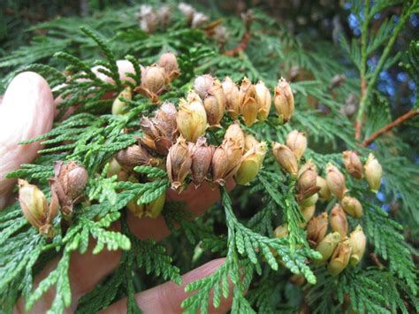 Western Red Cedar - Tree Guide UK - Western Red Cedar identification