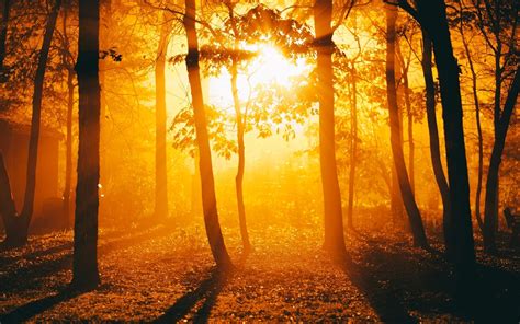 sunlight, Trees, Golden Hour, Silhouette, Forest Wallpapers HD ...