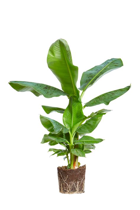 Musa Acuminata ‘Super Dwarf Banana’ | lupon.gov.ph