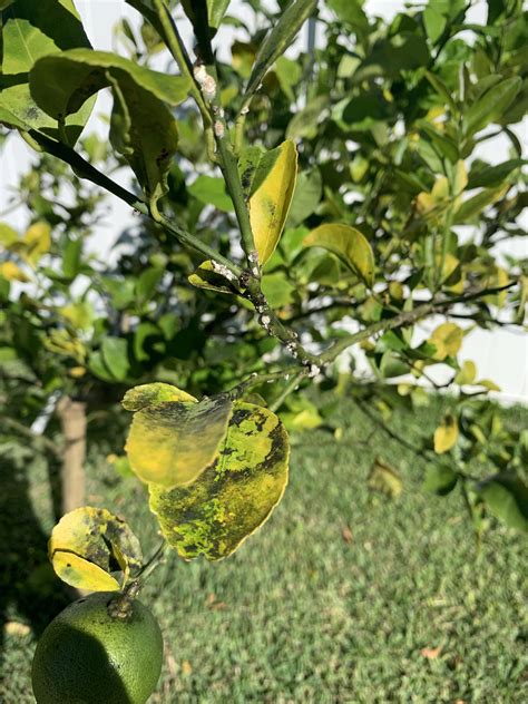 How do I treat this fungus on my Meyer Lemon tree? And what is it? : r/Citrus