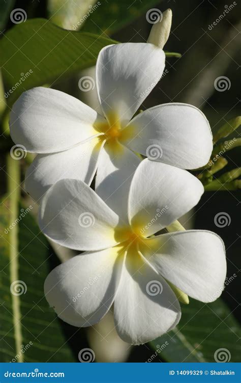 Paradise Butterflies. Orchids of Borneo. Stock Image - Image of stem, clean: 14099329