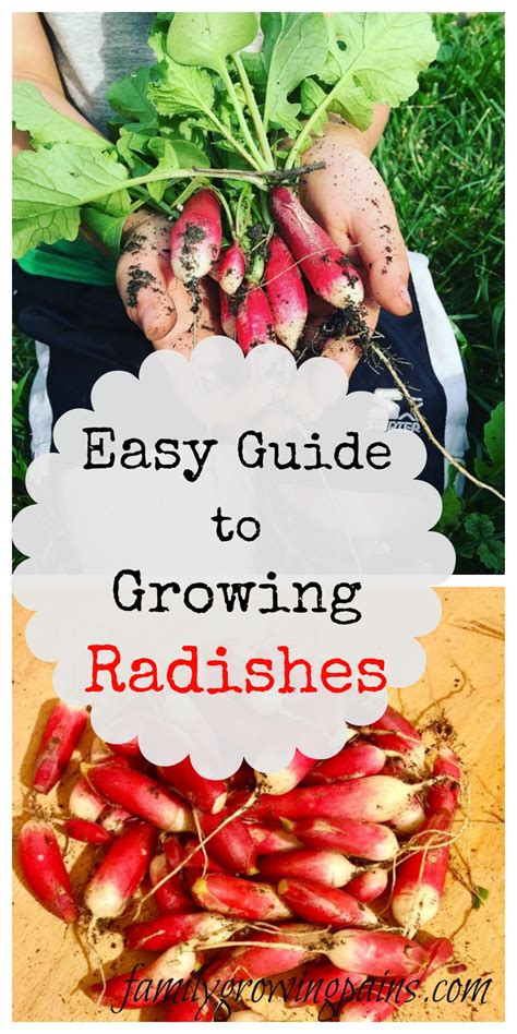 An Easy Guide to Growing and Harvesting Radishes. Growing radishes is one of the easiest crops ...