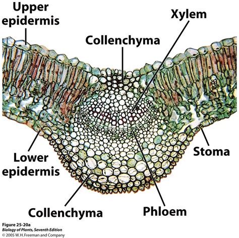 Dicot Leaf Mesophytic Lilac Syringia Cross Section Low | Biology | Pinterest | Biology, Botany ...