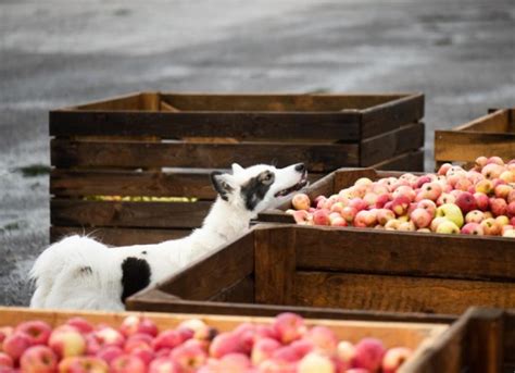 Can Dogs and Puppies Eat Apples? | Are Apples Good for Dogs? | PetMD