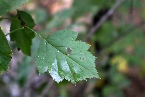 Hawthorn Tree - Footsteps in the Forest