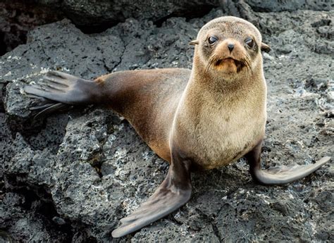 Galapagos Islands Animals | Where, When & How to Spot Them