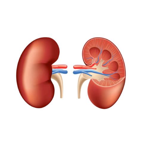 Membranous Nephropathy - Treatment + Symptoms - Autoimmune Sisters