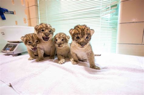 Buffalo Zoo in New York welcomes four newborn lion cubs