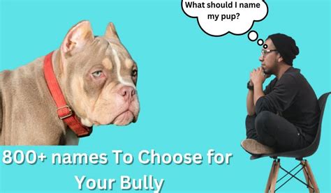 Best Names for American Bully (800+ Unique Names) - americanbullypedia.com