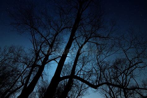 Night Shot of a Tree Silhouette Stock Photo - Image of nightshot, shot: 121022608