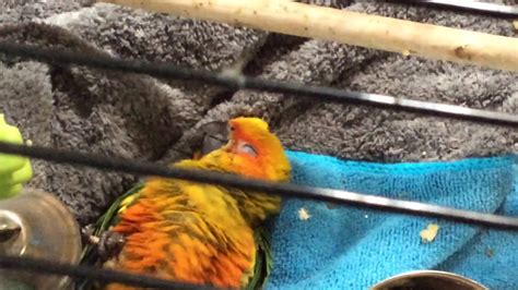 2 1/2 month old sun conure sleeping on his back, - YouTube