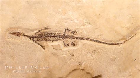 Fossil lizard, #20865, Natural History Photography