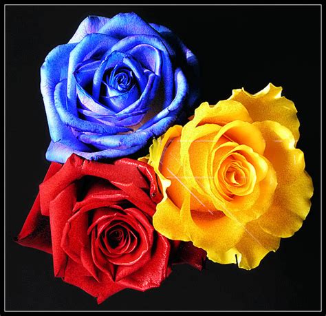 Red, Blue & Yellow Glitter Roses | Red and yellow roses, Blue rose ...