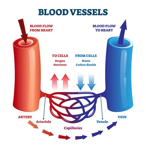 Essential Coronary Arteries: Blood Vessels Supplying Oxygen To The Heart