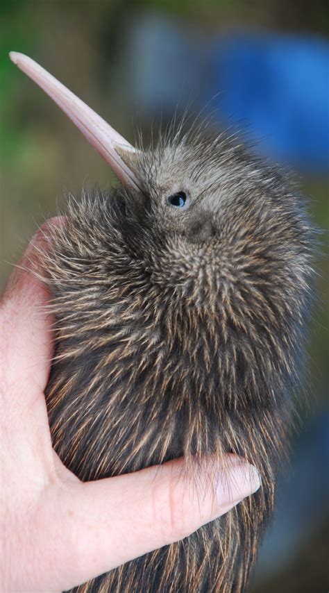 New Zealand Kiwi bird in hand thinkstock Like Animals, Animals And Pets ...