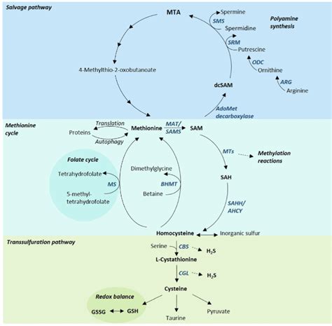 Schematic methionine metabolism (modified according to Parkhitko et al ...