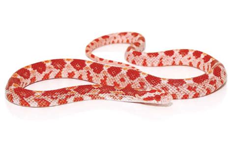 Albino Corn Snake for Sale Online - Reptiles Heaven