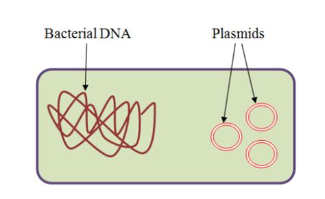 What Is An Episome? – GeniusWriter