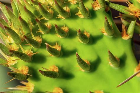 Spikes and Thorns Photograph by Marcy Burgis - Fine Art America