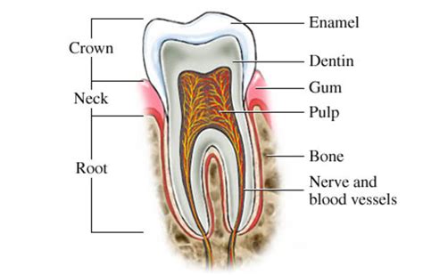 How to Take Care of Your Teeth at Home Without Going to the Dentist : The Complete Guide | hubpages